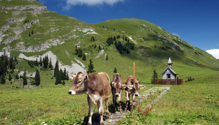 auf dem weg zur kanisfluh