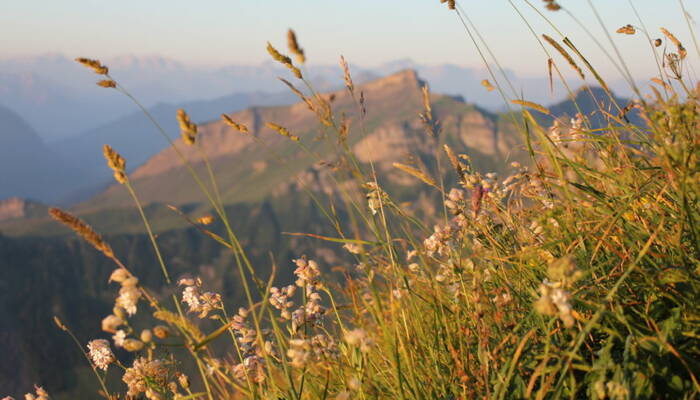 Landschaft Kanisfluh (c) Nadine Lerho - Bregenzerwald Tourismus [Webqualität]